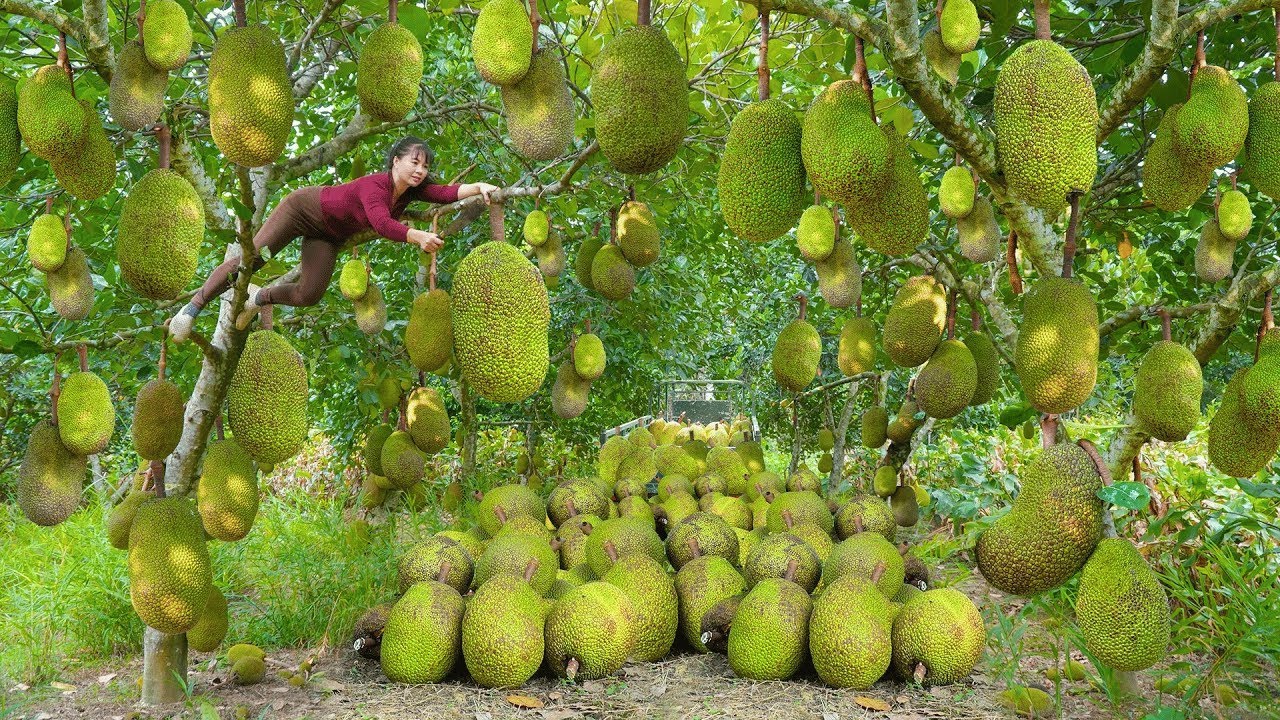 Using a 3-Wheeled Truck to Harvest Giant Jackfruit and Deliver Fresh Fruit to Countryside Villages
