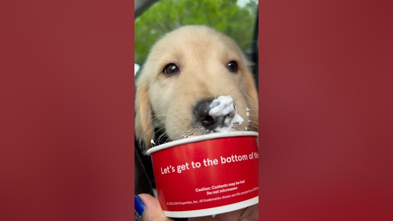 Puppy enjoys a pup cup from ChikfilA after his checkup puppy 