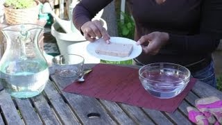 How to Plant Seeds in a Sponge : Seed Planting Tips