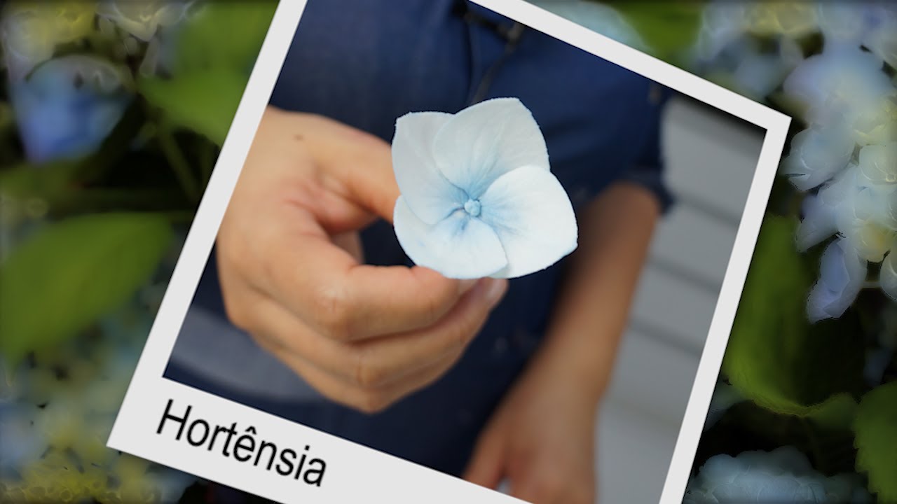 Hortênsia - flor de açúcar
