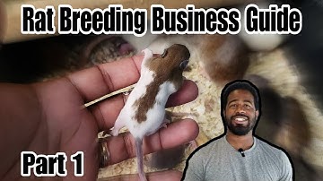 Starting a Rat Breeding Business Pt 1