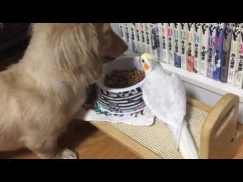 犬の食事を邪魔するオカメインコ  