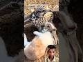 Hawk Ka Lightning Attack 😳 | Rabbit Ka Koi Chance Nahi! @NationalGeographic5514