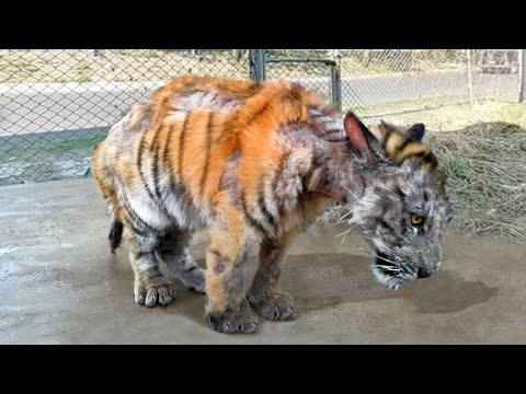 Vídeo: Estes salvadores apaixonados por gato subir em árvores para salvar vaquinhas presas