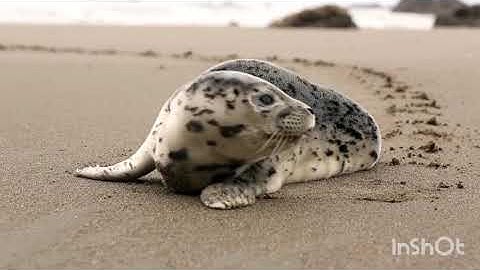 Abdelbasset Abdessamad Sourat La famille de 'Imrân سورة آل عمران