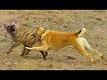 Gurdbasar   aboriginal  dog of azerbaijan qurdbasar iti part 3