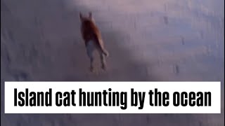 ISLAND CAT HUNTING 🌴🐱🌅🐟