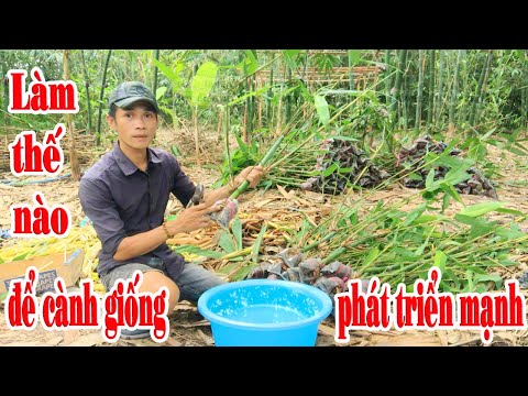Video Cách tăng độ sinh tồn cho các giống tre || Tre điền... - youtube