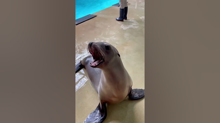 California Sea Lion Vocals