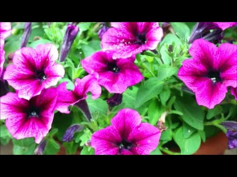 Video: Technology of growing petunias from seeds at home