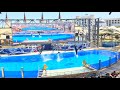 4K - FULL Dolphin Show - The Land of Legends Theme Park Turkey, Belek 2021 4K