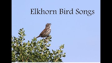 Elkhorn Bird Songs