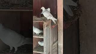Download Lagu (kasni Khaire) 28-4-25 Ghar ke pathe kasni Khaire#beautiful #pigeon #bird #kabootarba ## MP3 Download Lagu (kasni Khaire) 28-4-25 Ghar ke pathe kasni Khaire#beautiful #pigeon #bird #kabootarba ## MP3