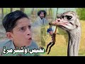 Nafees aw shater murgh  pashto funny  pashto drama 2024