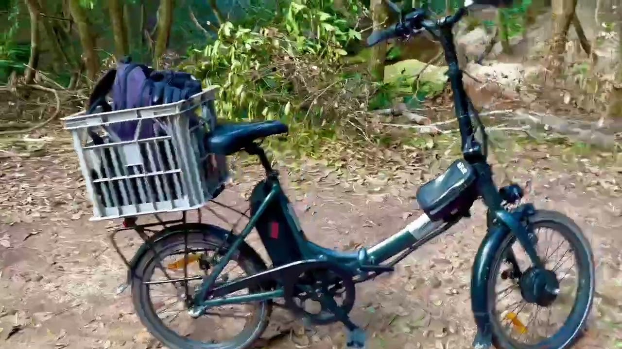 Forest of the forest 