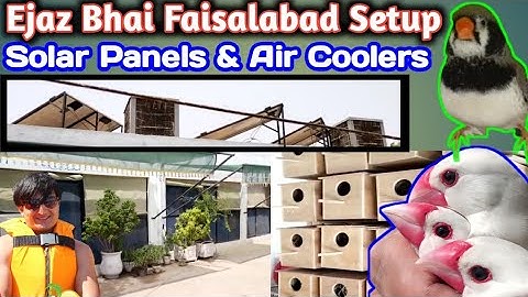 Fawn Java | Opal Java | Silver Java | White Java | Zebra Finch | Mutation Finches Breeding Aviary