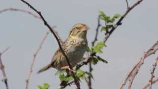Henslow's Sparrow