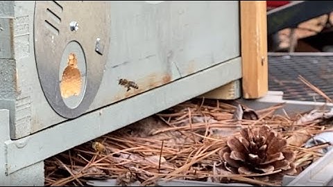 My first swarm catch of 2021