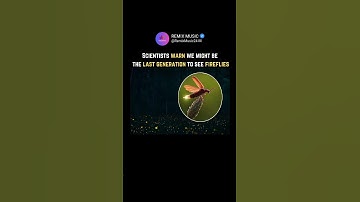 We Might Be the Last Generation to See Fireflies #fireflies #asthetic