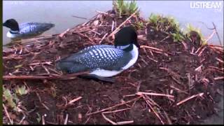 4 21 12 twoOfour mating.wmv
