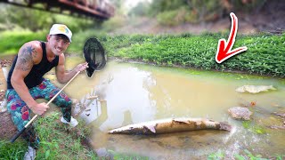 Saving MASSIVE fish in drying up Pond...