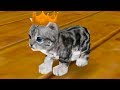 СИМУЛЯТОР Маленького КОТЕНКА #1 Кот призрак. Cat Simulator - и друзья с Кидом на пурумчата
