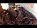 Bull snake swallowing whole dove