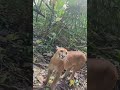 Puma da el susto de su vida a voluntaria en Parque Corcovado