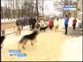 Кудымкар борется с армией бродячих собак