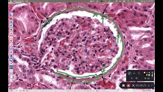 BIOL 214 Lab Exercise 3 Epithelial Histology