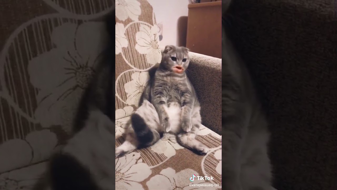 Киса киса мял мял