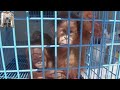 Two orphaned baby orangutans rescued from a wildlife trafficker are taken to a wildlife center