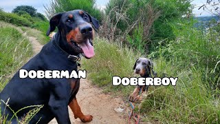 Doberman Puppy Meets His Uncle Zeus by Pawsonal Pet Care 1,146 views 8 months ago 7 minutes, 24 seconds