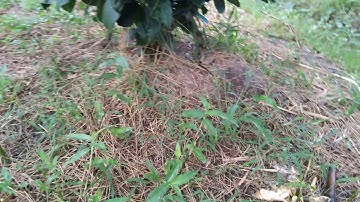 Khuyết điểm của hệ thống tưới bằng ống cứng (PVC)