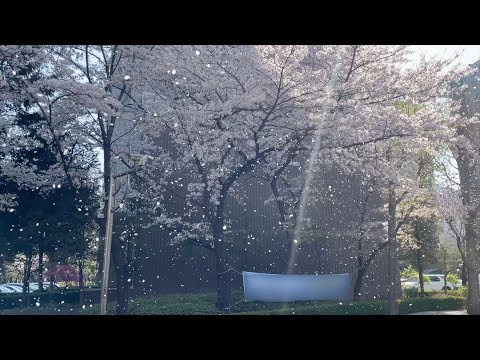 A Cherry Blossom Blizzard!!!