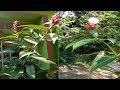 A medicinal plant used by drug industry with lots of medicinal uses - Costus speciosus