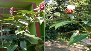 A medicinal plant used by drug industry with lots of medicinal uses - Costus speciosus