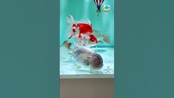 Hikari Mix - Dòng thức ăn tằng màu cá Cầu Vồng - Thủy Sinh 4U