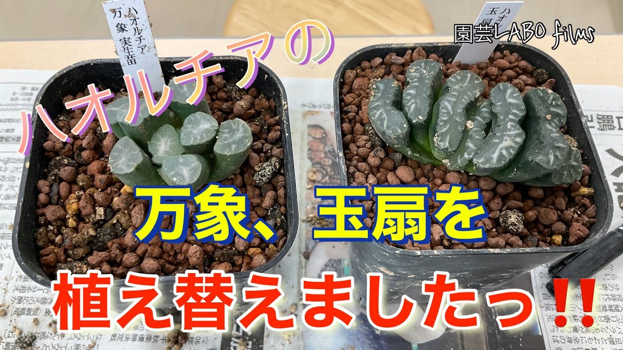 YouTube限定講座動画 ハオルチアの「万象」、「玉扇」を植え替えまし 