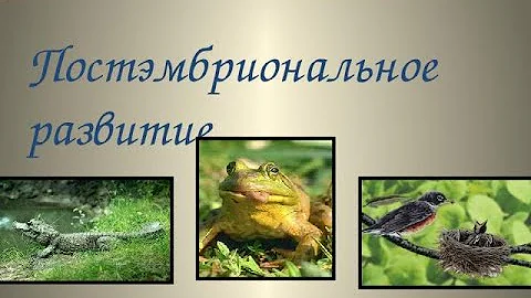 Постэмбриональный период развития. Типы постэмбрионального развития.
