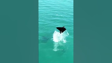 Anyone else know Sting Rays could do this?? #stingray #jump #fly