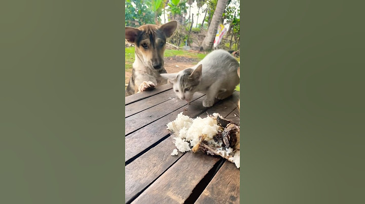 Dogs want to eat with cats, but cats do not let them eat😓