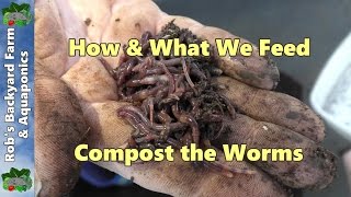 FEED YOUR WORMS FOR FREE  What & How we feed the Compost Worms