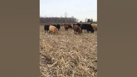 Rotational Grazing on Corn Stalks