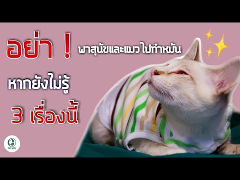 วีดีโอ: การทำหมันแมวทำงานอย่างไร?