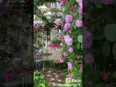 ياحلو صباح ياحلو طل