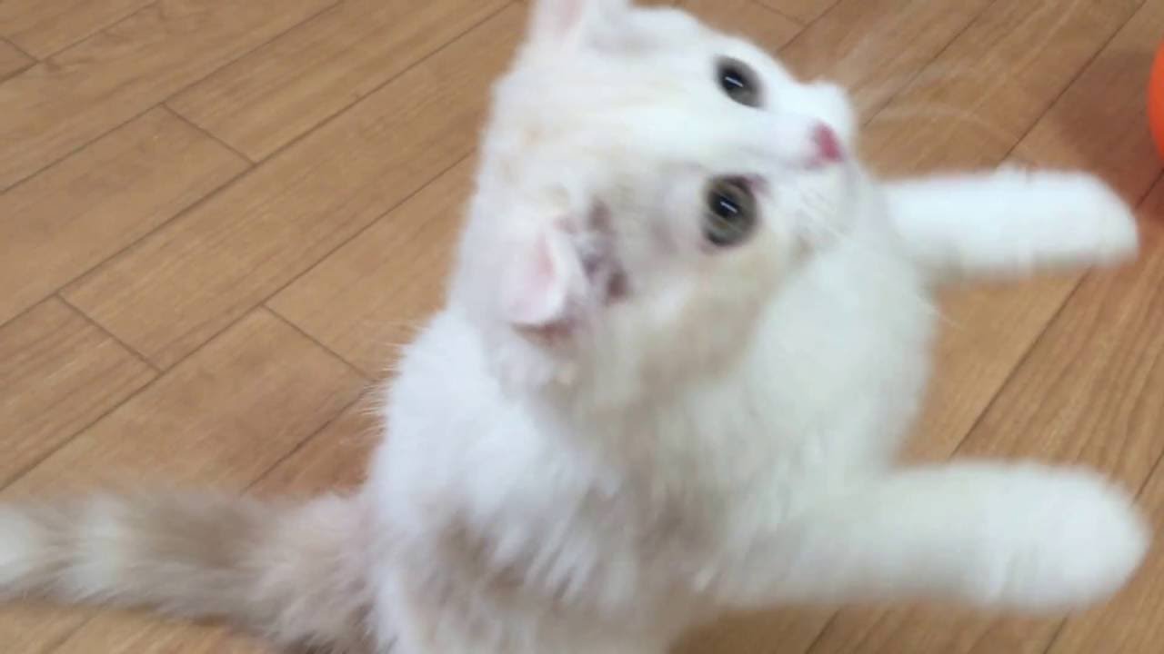 なにこれかわいい 折れ耳スコティッシュフォールド子猫がじゃれつく 茅ヶ崎猫カフェ ねこのすみか Youtube