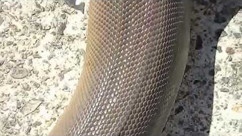 Natiri the Olive Python soaking up some sun outside