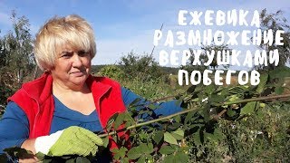 Простейший способ размножения ежевики. Мой опыт.