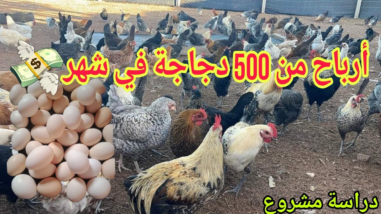 أرباح من 500 دجاجة أكتر من مليون  في شهر  دراسة مشروع هدا هو سر في إنتاج البيض